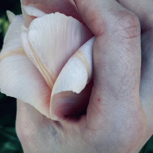 Shedfromthebody : To Hold the Ripened Sun